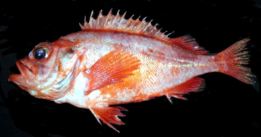 Sebastes mentella_04.jpg